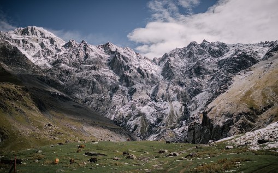 在屋后种桃树辟邪吗风水;屋后种桃树好不好