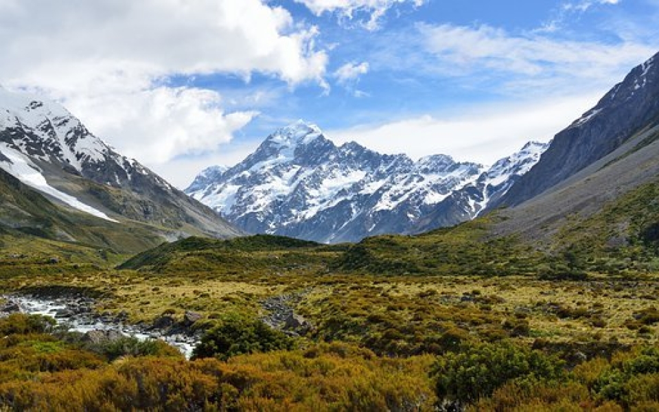 坟地植油松：风水佳选，福泽子孙